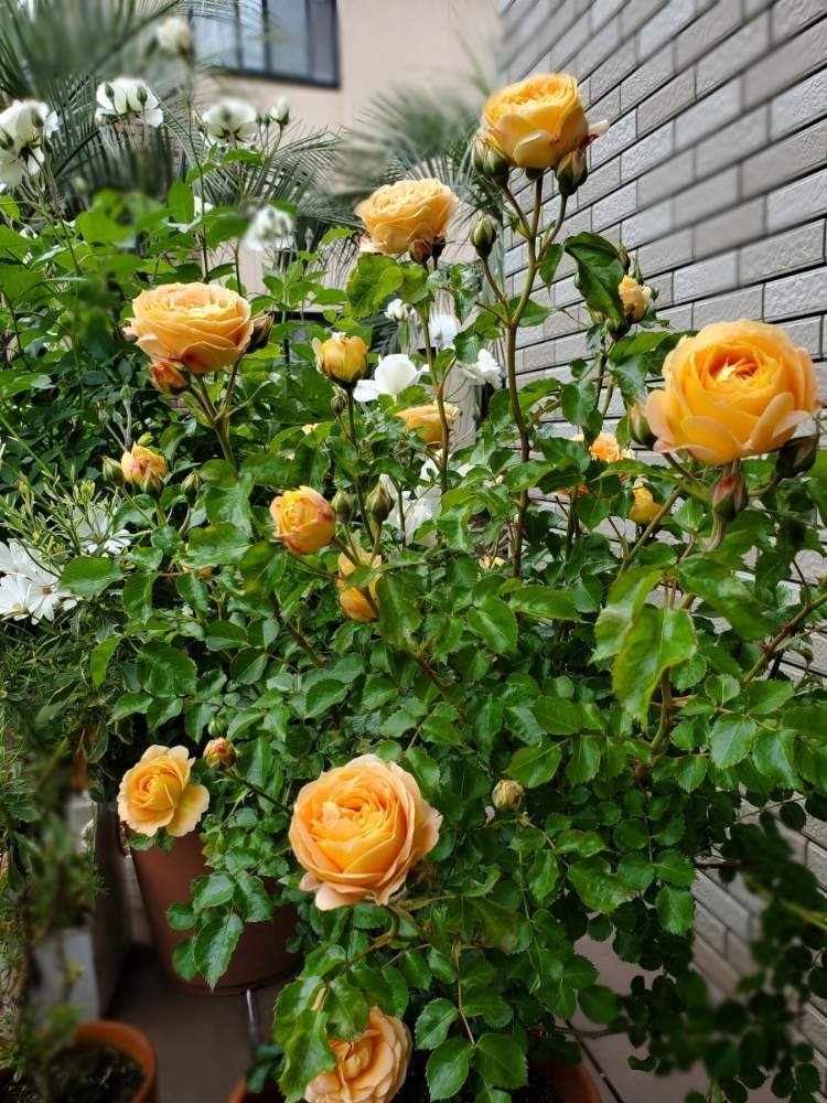 の画像 by みーわんさん | バラ ラドルチェ ビータとGSミニモニ。とGSでバラ園と薔薇♪とチーム愛知とデルバール