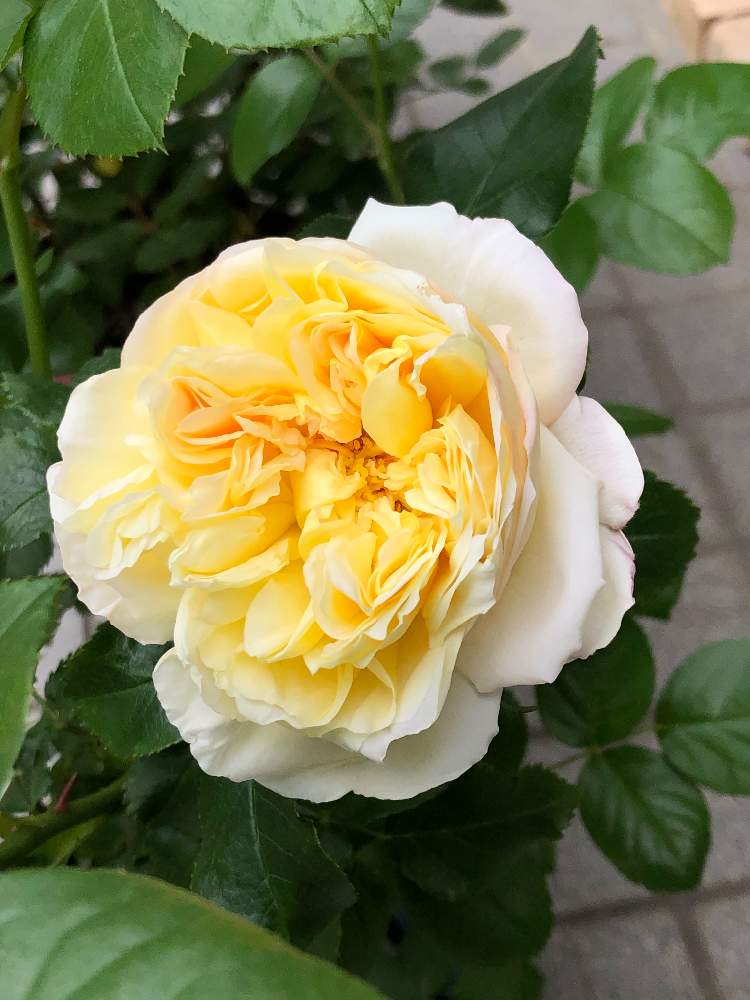 エクステリアの画像 by まゆらさん | エクステリアと薔薇シャトードゥシュベルニーと薔薇好きとおうち園芸と『おうち園芸』フォトコンテストとネコ大好きと薔薇♪