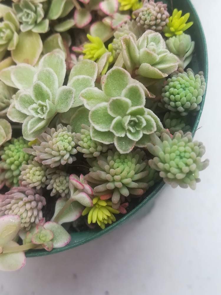 バルコニー/ベランダの画像 by coffeetime/breaktimeさん | バルコニー/ベランダと多肉植物初心者と多肉植物と多肉大好きと多肉植物のある暮らしと多肉女子