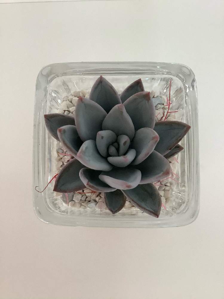 部屋の画像 by カメリアさん | 部屋とエケベリア 霜の朝と多肉植物と室内