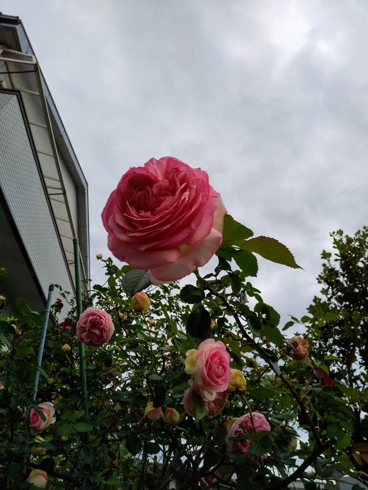 お出かけ先の画像 by じゅんさん | お出かけ先とピエール ドゥ ロンサールとばら バラ 薔薇と新型コロナウィルスの終息を願いますとかわいい♡とコロナウイルスの終息を願う!とコロナに負けるな!とこんなときこそお花を飾ろうといやし♡とはなやかと自然の美と花いきいき元気と美しい✨✨とピンクのはなとコロナ現場医師の悲痛な叫び