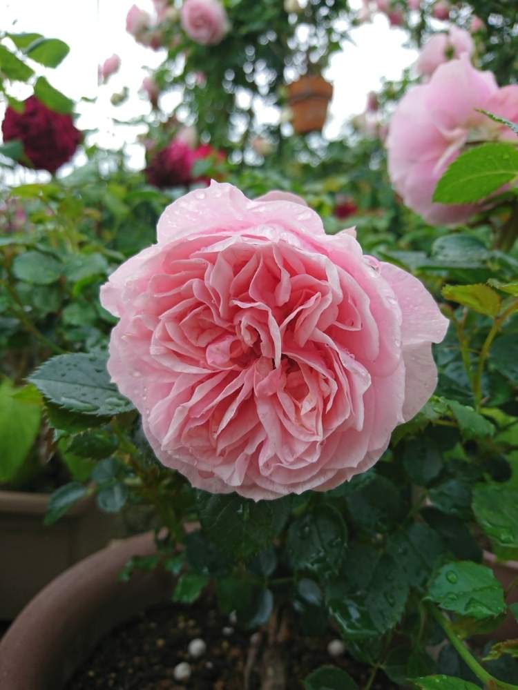 小さな庭の画像 by Keiさん | 小さな庭とソナスファベールとみどりのある暮らしと薔薇愛同盟とKei's Rose Garden 2020と花木とGS映えときれいとおうち園芸と『おうち園芸』フォトコンテストとおきにいりとガーデニングと花のある暮らしとかわいいとおおきくなあれと咲いた!