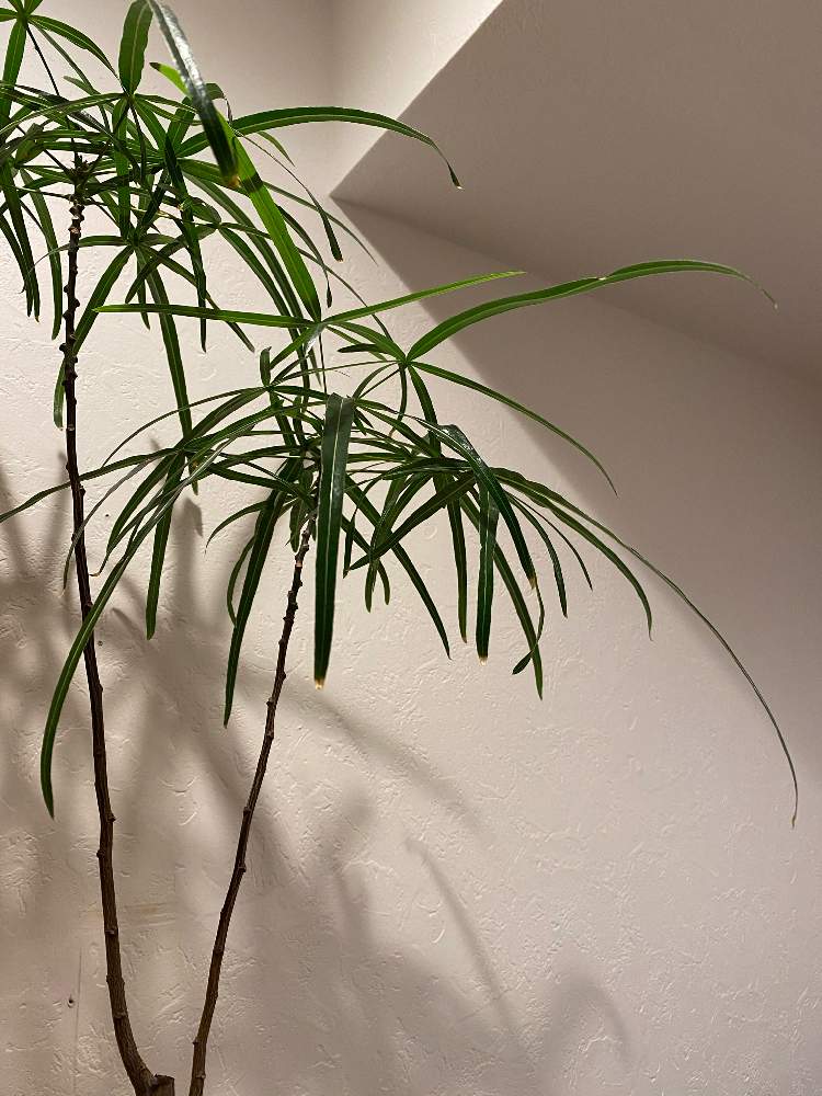部屋の画像 by asanaxxxさん | 部屋とボトルツリーとボトルツリー ブラキキトンと観葉植物と植物のある暮らしと我が家のシンボルツリーとno green no lifeと緑のある暮らしと部屋のシンボルツリーと塊根植物