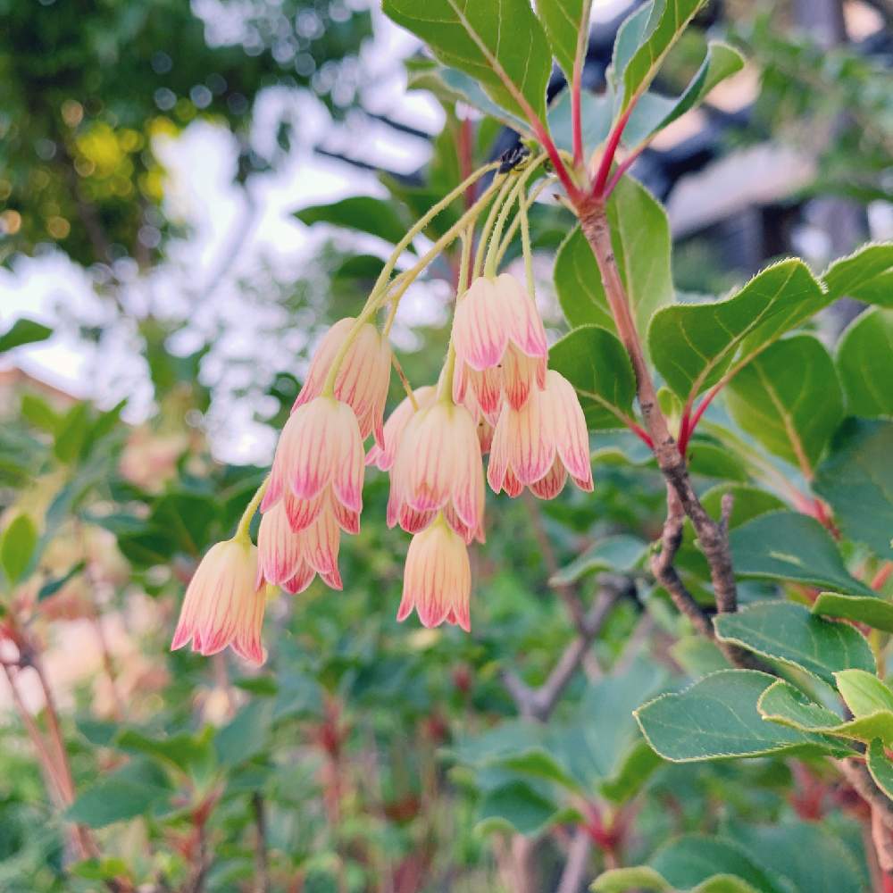 の画像 by ちゃし。さん | 花木と季節の花と他所様のお庭