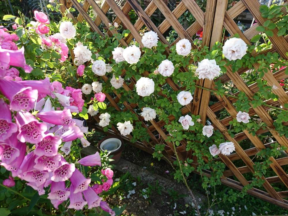 小さな庭の画像 by Keiさん | 小さな庭とバラ・アッシュウェンズデイとみどりのある暮らしと薔薇愛同盟とKei's Rose Garden 2020と花木とGS映えときれいとおうち園芸と『おうち園芸』フォトコンテストとおきにいりとガーデニングと花のある暮らしとかわいいとおおきくなあれと咲いた!