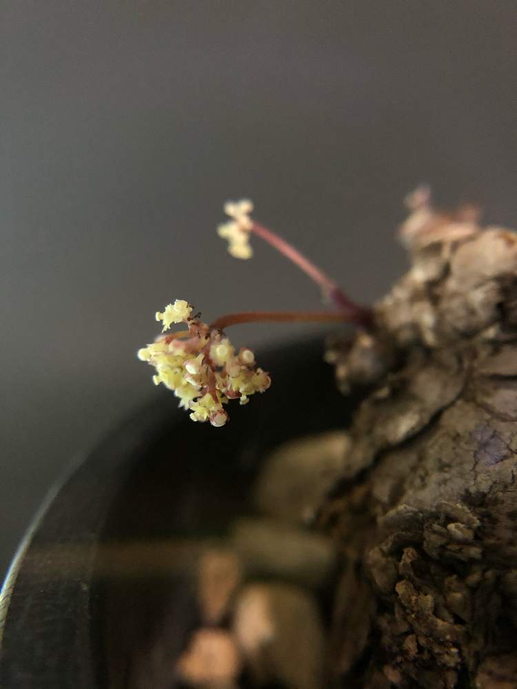 バルコニー/ベランダの画像 by hittyyさん | バルコニー/ベランダとちいさな花と開花中と植物のある暮らしとちっちゃ‼︎とステファニア ノヴァSPとStephanie sp. novaとコーデックスと塊根植物と静かな夜✨とステファニア属と咲いてますとバルコニスト