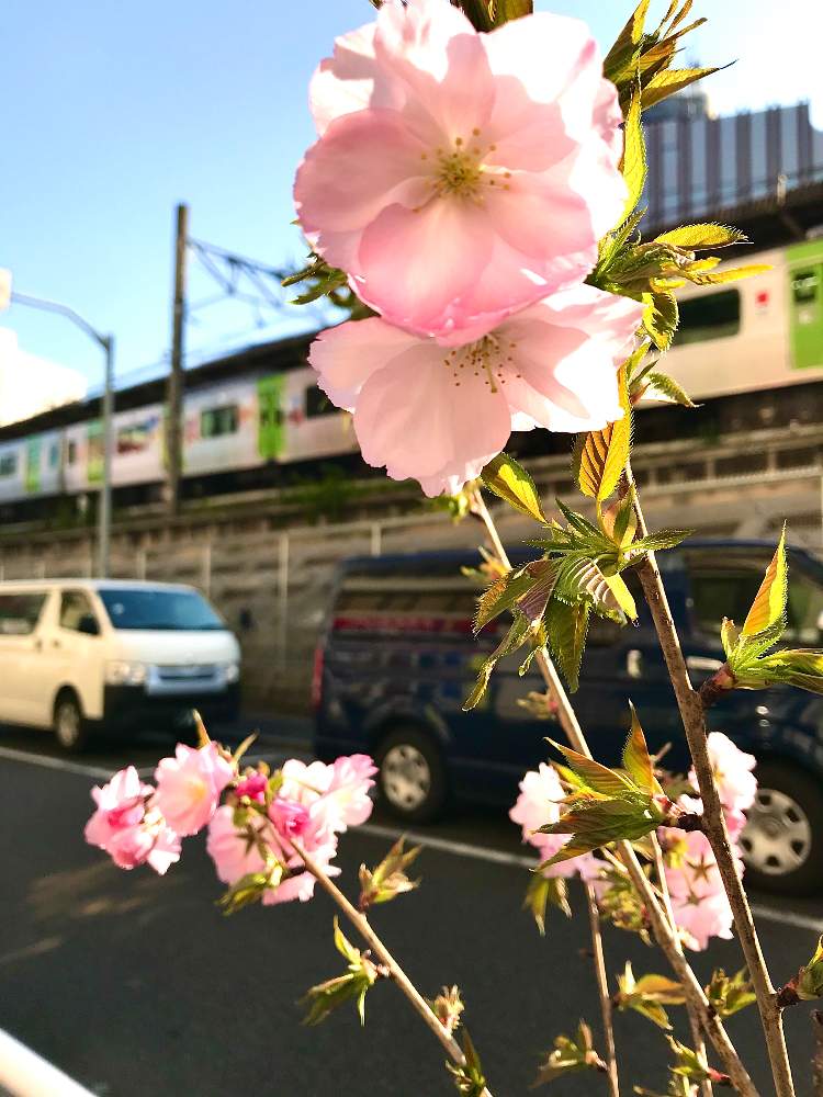 アプローチの画像 by TIさん | アプローチとベニユタカザクラと東五反田さくらの小路メモリーセレクション