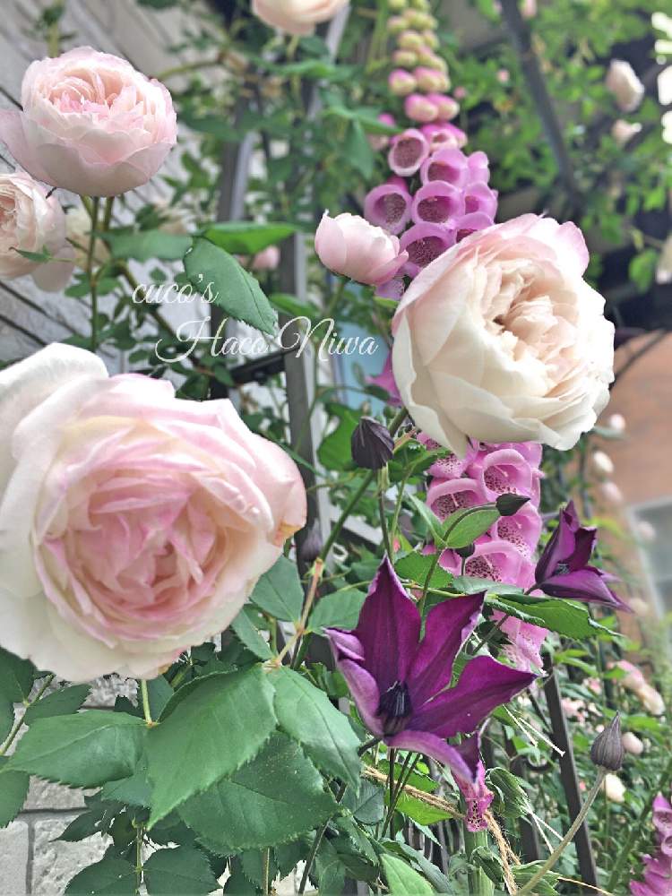 小さな庭の画像 by cucoさん | 小さな庭とばら バラ 薔薇とビクター ヒューゴとおうち園芸と『バラとクレマチス』フォトコンとジギタリス*とガーデニングとGSでバラ園と花のある暮らしとお庭とバラ・ミニバラとロザリアンとマダム ピエール オジェ。