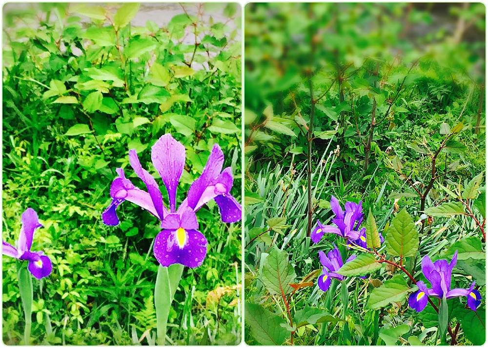 お出かけ先の画像 by 野原宗源さん | お出かけ先と季節の花と何気ない日常と日常の風景