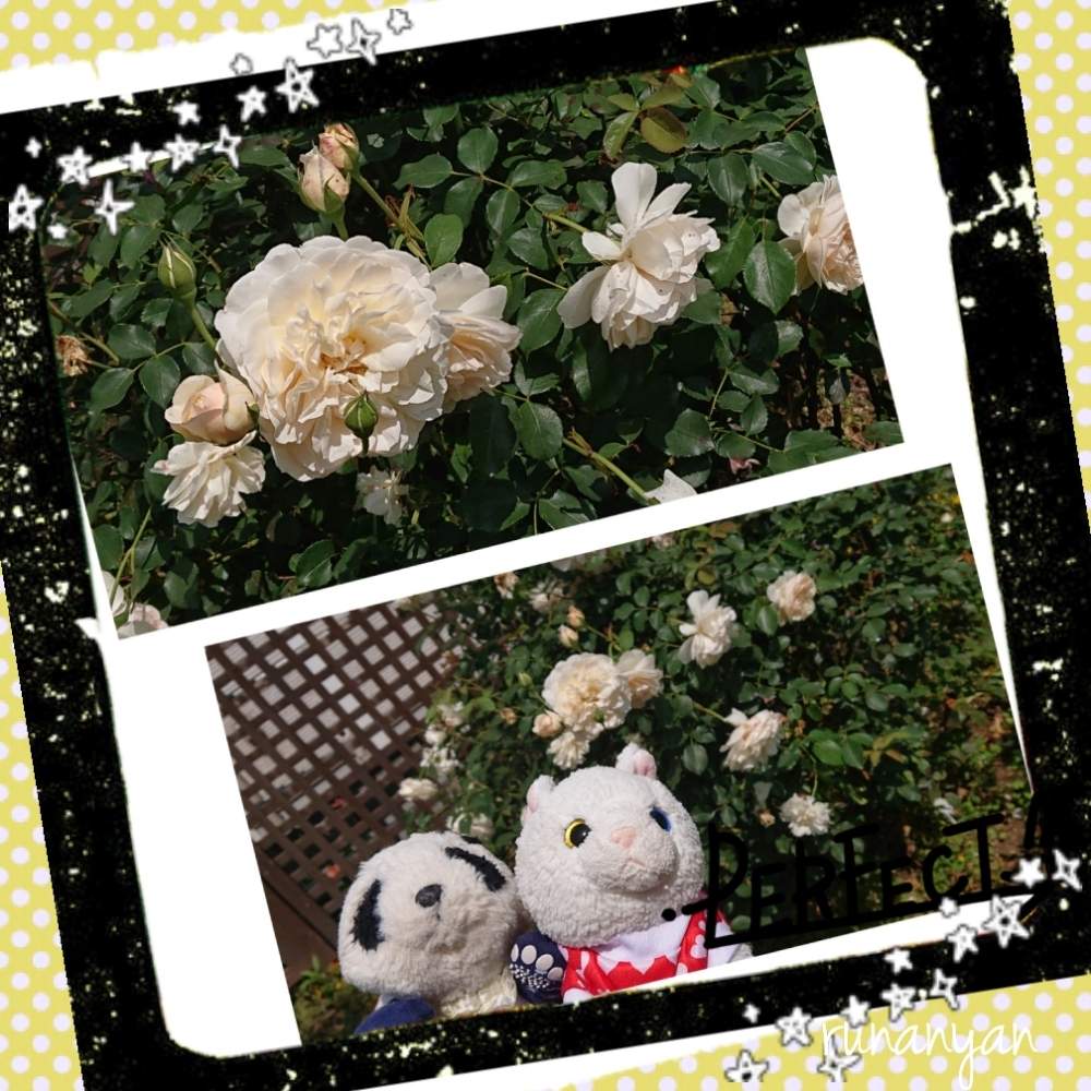お出かけ先の画像 by るなにゃんさん | お出かけ先とバラと花散歩とばら バラ 薔薇とご近所さんぽ、とぬいぐるみとご近所とみるくとぬい撮り