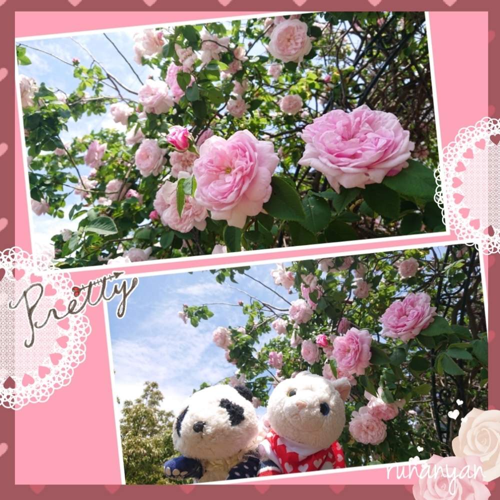 お出かけ先の画像 by るなにゃんさん | お出かけ先とバラと花散歩とばら バラ 薔薇とご近所さんぽ、とぬいぐるみとご近所とみるくとぬい撮り