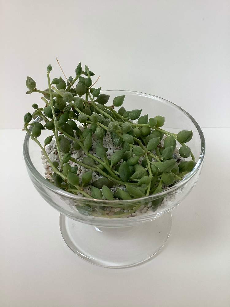 部屋の画像 by カメリアさん | 部屋とセネシオ ピーチネックレスと多肉植物と室内とおうち園芸と『おうち園芸』フォトコンテスト