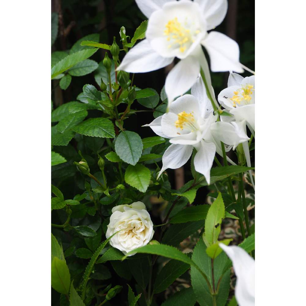小さな庭の画像 by 我楽多さん | 小さな庭とオダマキとグリーンアイス(ミニバラ)と5月の花とOM-D E-M10とOLY12-50mmF3.5-6.3と五月の箱庭
