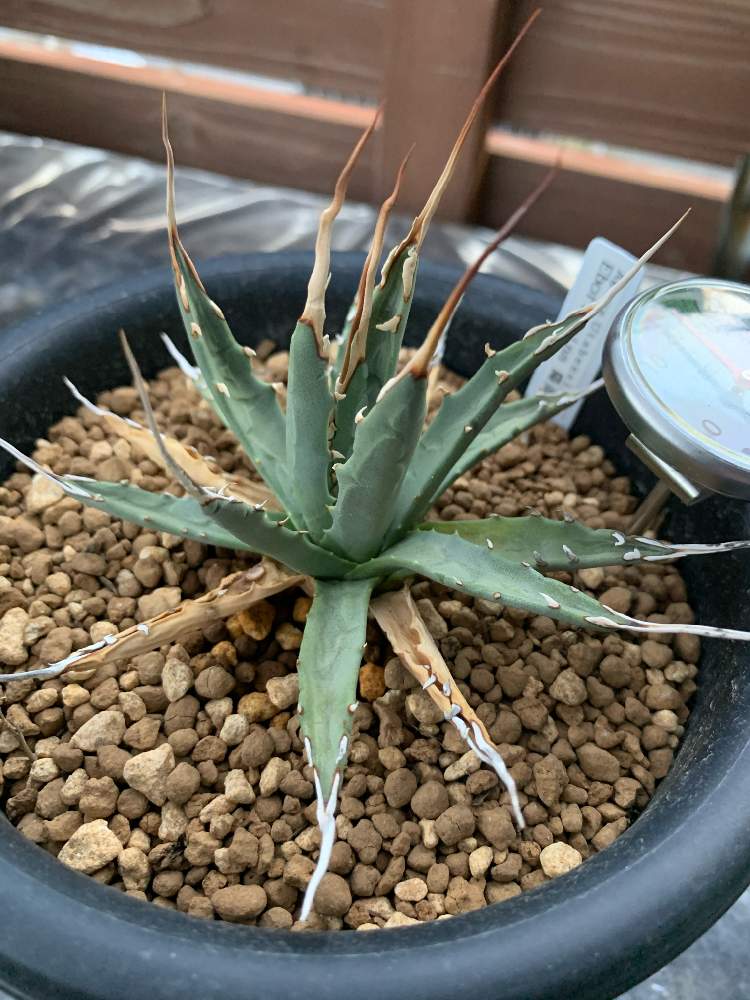 小さな庭の画像 by 植物大好きシゲψ(`∇´)ψさん | 小さな庭とagave maniaとエボリスピナ陽炎とアガベ ユタヘンシスとAGAVE HOLICとアガベ属