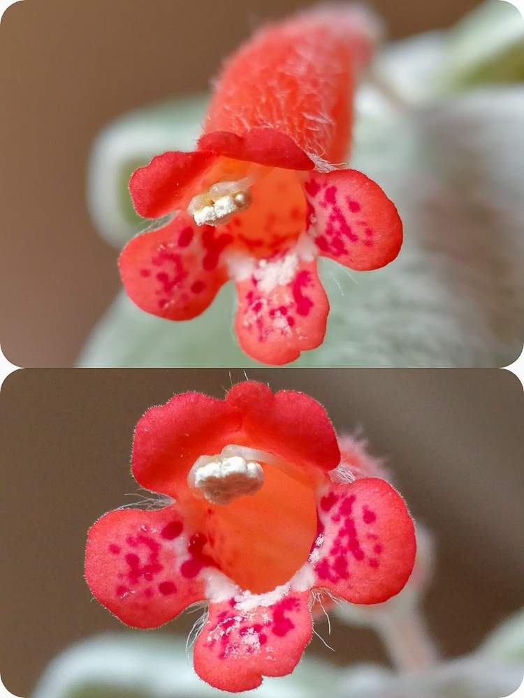 窓辺の画像 by woodAppleさん | 窓辺とブラジルのエーデルワイスと花が咲いたとシンニンギア レウコトリカとシンニンギア属と断崖の女王❤