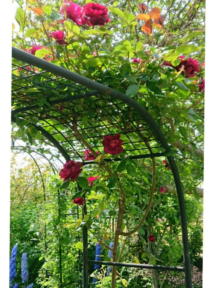 の画像 by のりりんの森さん | デルフィニウムと薔薇カーディナルヒュームとマイガーデンとキュンキュン乙女倶楽部と薔薇愛同盟とGSでバラ園