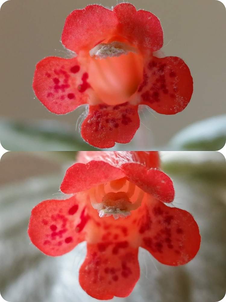 窓辺の画像 by woodAppleさん | 窓辺とブラジルのエーデルワイスと花が咲いたとシンニンギア レウコトリカとシンニンギア属と人工受粉と断崖の女王❤