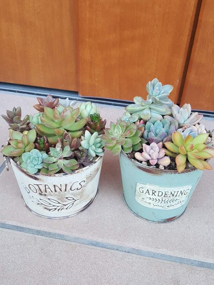 インテリアの画像 by のぶさん | インテリアとよせ植えと男前リメイク缶と寄せて植えてみたと 多肉いろいろとたにくと100均多肉とリメ缶 手作りリメイク缶と多肉植物寄せ植えとサビサビ缶と自作リメ缶、リメ鉢と『おうち園芸』フォトコンテストとかわぃぃ。とタニク男子とタニラーとリメイク缶寄せ植えとサビサビ好きとリメイク缶と多肉寄せ植えとタニク初心者とタニクちゃんと多肉多肉多肉
