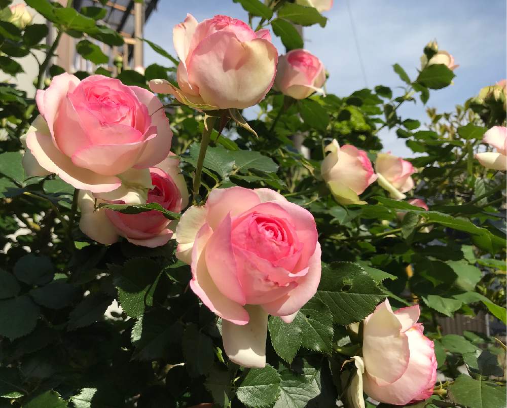 フェンスの画像 by あんなココさん | フェンスと薔薇とピエールドゥロンサールとキュンキュン乙女倶楽部とピンクの花と新型コロナウィルスに負けるなとGS映えとつるバラとGS日和とGSのみなさんに感謝♡とおうち園芸とキュンキュン乙女倶楽部No.179とコロナに負けるな!とGSに感謝。と思わず見惚れてしまうとGSのみなさんに感謝!と素敵な出会いに感謝と光輝いてると花のある暮らしとスマホで撮影と薔薇♪とかわいい❤