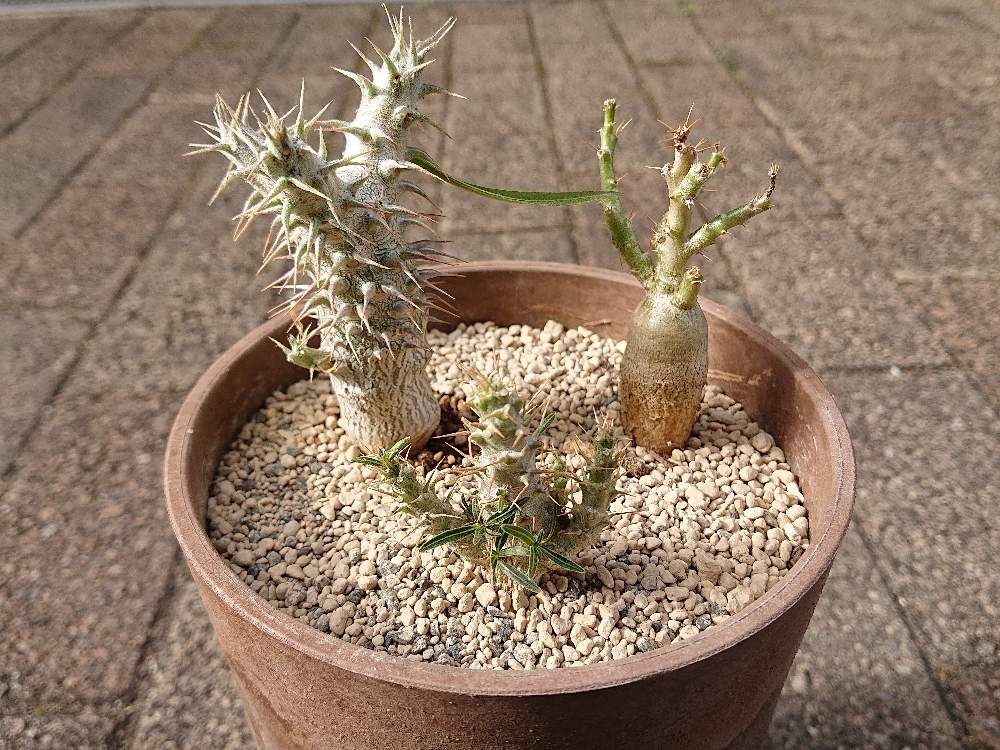 小さな庭の画像 by botanicallifeさん | 小さな庭とパキポディウム・グラキリスとパキポディウム・ホロンベンセとパキポディウム・サキュレンタムとパキポディウム属と珍奇植物とビザールプランツとbota丼とパキポ丼