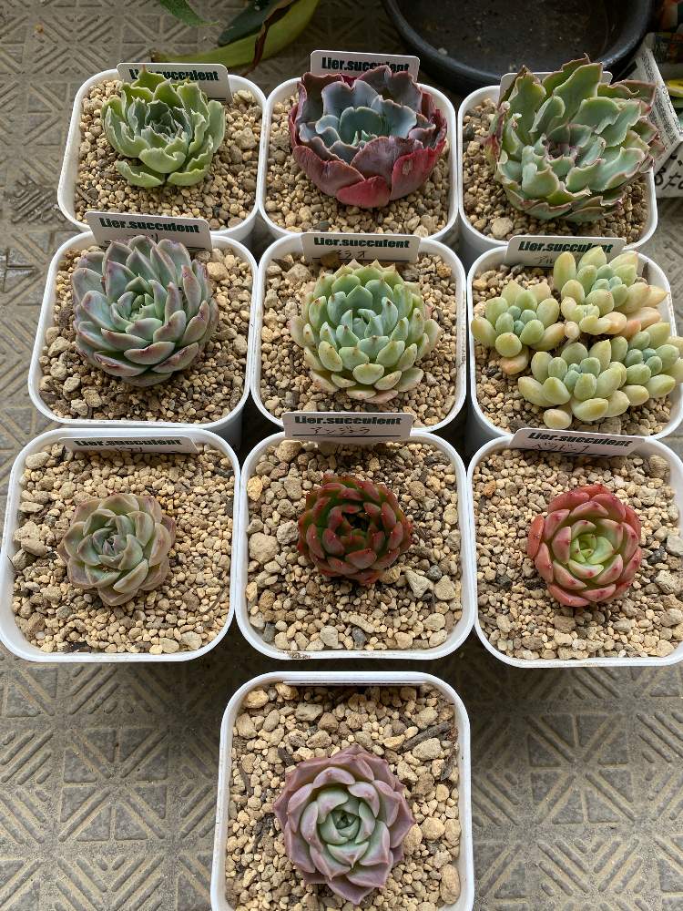 バルコニー/ベランダの画像 by tonさん | バルコニー/ベランダと多肉植物とおうち園芸とエケベリア属と多肉女子とタニラーと多肉植物 エケベリア