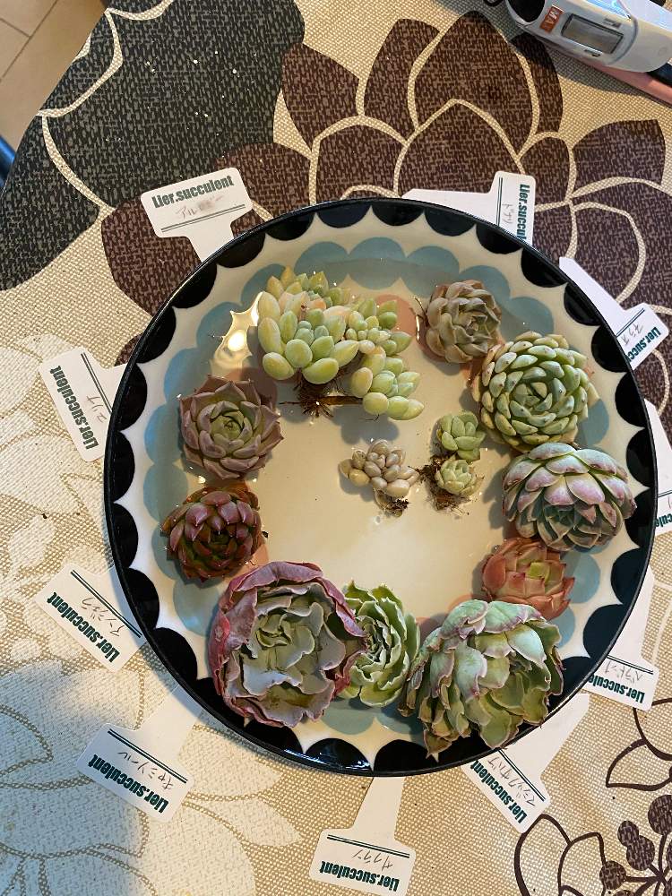 バルコニー/ベランダの画像 by tonさん | バルコニー/ベランダと多肉植物とおうち園芸とエケベリア属と多肉女子とタニラーと多肉植物 エケベリア
