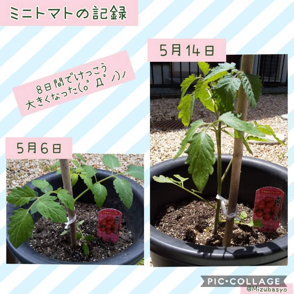 小さな庭の画像 by 水芭蕉さん | 小さな庭とミニトマト 耐病さくらんぼとプランター菜園とミニトマト♥とステイホームと子どもと家庭菜園と家庭菜園と初心者とおうちde菜園とこどもと暮らすとおうち園芸とstayhomeと家庭菜園初心者と家庭菜園奮闘日記と自家栽培のトマト