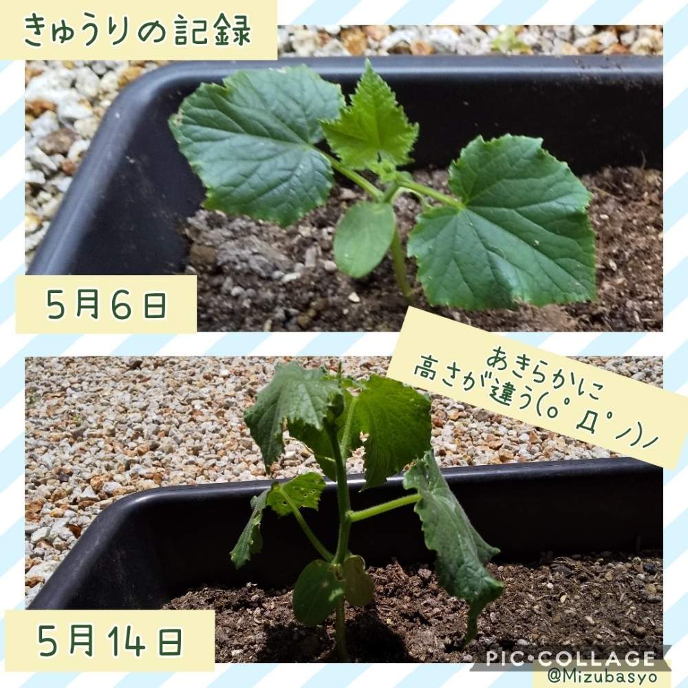 小さな庭の画像 by 水芭蕉さん | 小さな庭とキュウリ 夏すずみとプランター菜園とステイホームと子どもと家庭菜園と家庭菜園と初心者とおうちde菜園とこどもと暮らすとおうち園芸とstayhomeと家庭菜園初心者と家庭菜園奮闘日記