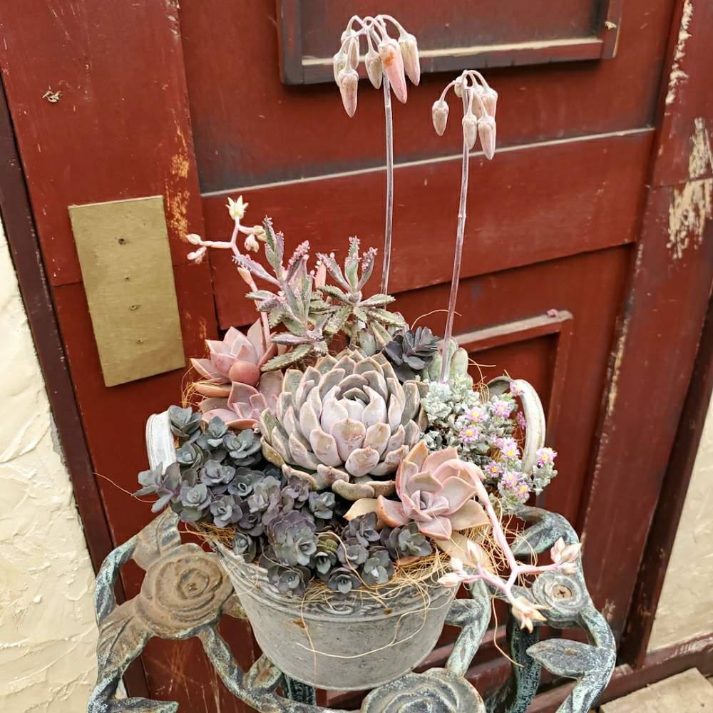 の画像 by 河野自然園さん | 多肉植物とシャビーとネットショップと寄せ植えと通信販売とGS映えと横浜と多肉植物寄せ植えとシックとガーデニングと球根屋さんドットコムと花のある暮らしとドライブスルーと河野自然園