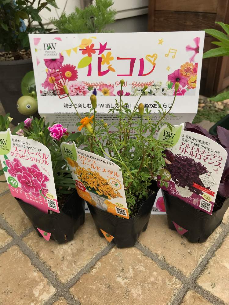 小さな庭の画像 by とんかちおじさんさん | 小さな庭とタゲテス・ゴールドメダルとスーパーベル ダブルピンクリップルとアルテルナンテラ リトルロマンスとPWプレゼントキャンペーン当選とPWと#ガーデリンク、#PWと#ガーデリンクとおうち園芸とガーデリンクとハクサンと#ビタミンF