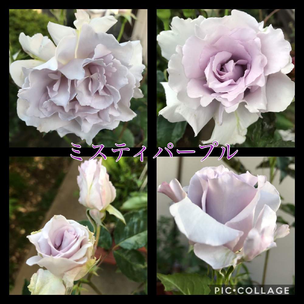 エクステリアの画像 by アナベルさん | エクステリアとロザリアン入門とばら バラ 薔薇とミスティパープルといろいろあります!と癒しとみどり大好きと植中毒と新米ロザリアンとむらさきの花と河本ローズと楽しい庭とGSでバラ園と花のある暮らしとバラ 四季咲きと草花大好き