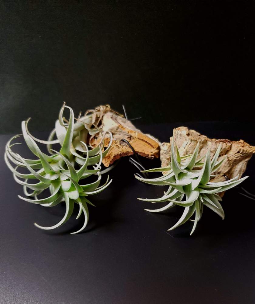 部屋の画像 by 熊みたいな熊さん | 部屋とTillandsia edithaeとTillandsia nanaと観葉植物と室内栽培専門と室内栽培と草植系男子とおうち園芸とチランジア属とLED栽培とエアープランツ/チランジア