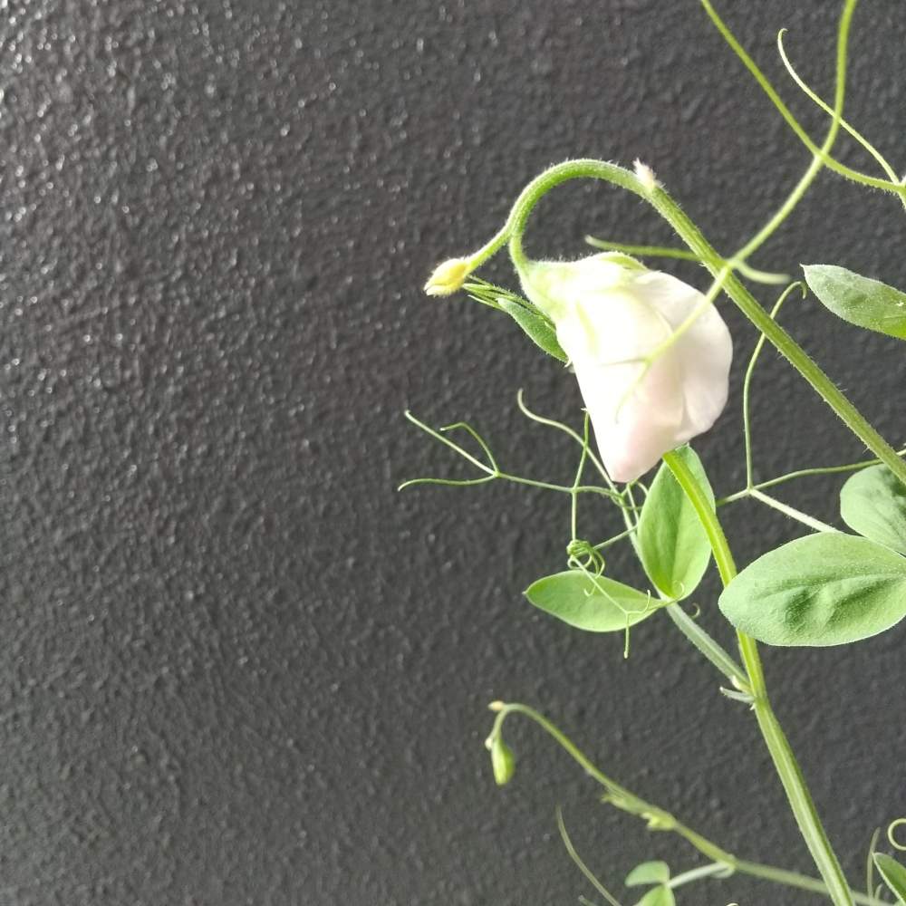 の画像 by 月華美神さん | 植物のあるくらしと癒される♡と花と緑のある暮らしとおうち時間とおうちde菜園と∞Purple and Queen倶楽部∞とおうち園芸と∞Purple and queen 倶楽部∞とMorning☀️と心のやすらぎとかわいぃな♡と∞INFINITY∞と花のある暮らしと癒し✨とスイートピー♡とおうちで楽しく
