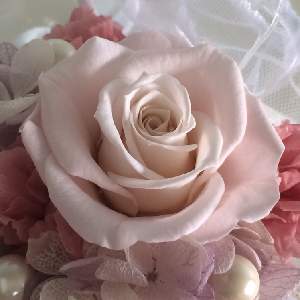 flowery rose