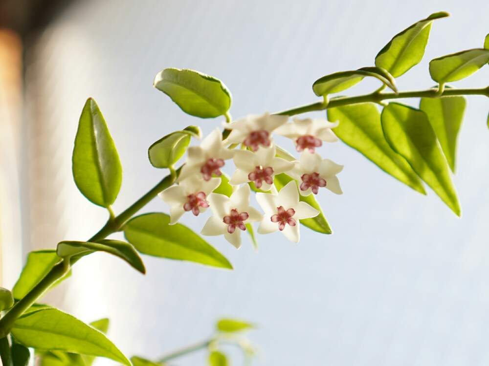 窓辺の画像 by ちー*さん | 窓辺とセブンスターとホヤ・セブンスターと多肉植物と春のお花と多肉植物のある暮らしとおうち園芸と植中毒と多肉女子と花のある暮らし