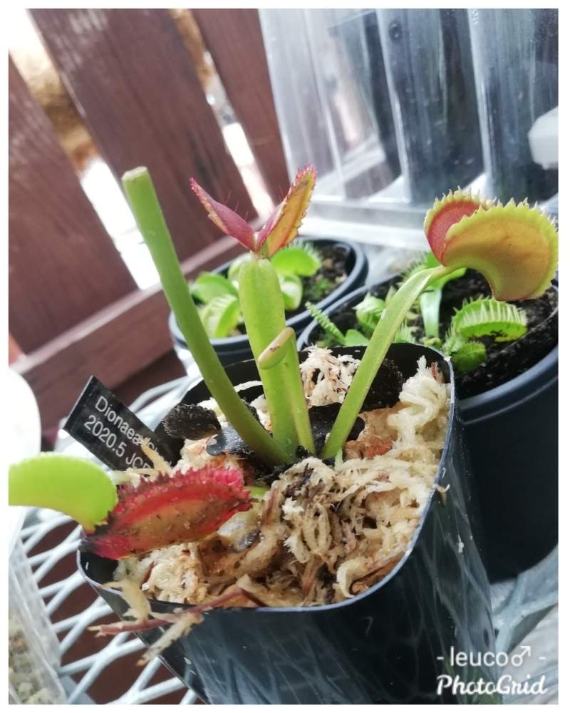 バルコニー/ベランダの画像 by leuco♂さん | バルコニー/ベランダと観葉植物と食虫植物 ハエトリグサと食虫植物と食虫植物 ハエトリソウとガーデニングフェスフォトコンと珍奇植物