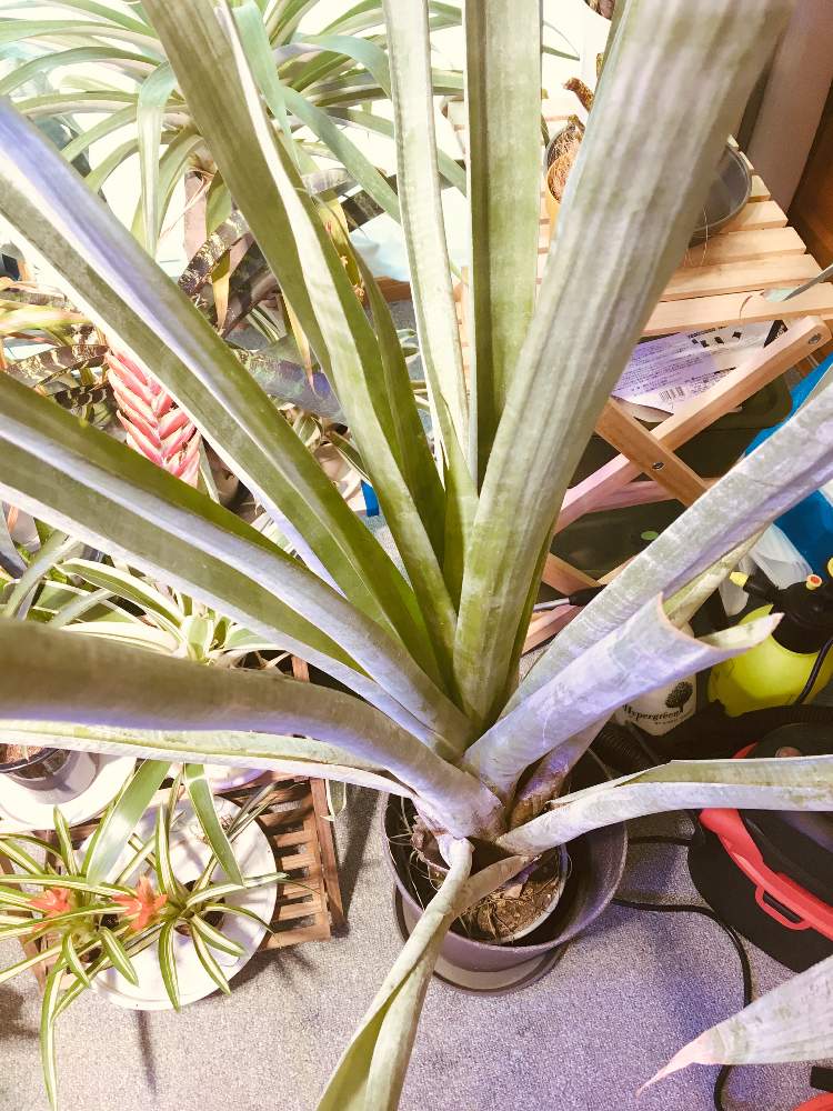 部屋の画像 by 月面旅行さん | 部屋と植物のある暮らしとブロメリア亜科とブロメリア科とおうち園芸とアルカンタレア属とビザールプランツ