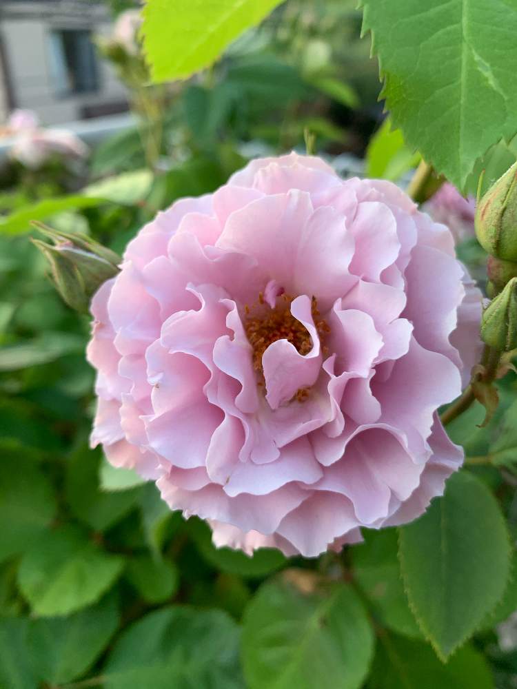 玄関の画像 by トニーニョさん | 玄関とバラ リベルラとばら バラ 薔薇と薔薇愛同盟と薔薇に魅せられてとはなはなとおうち園芸と花のある暮らしと薔薇♪とばら 薔薇 バラとバラ・ミニバラとロザリアンとバルコニスト