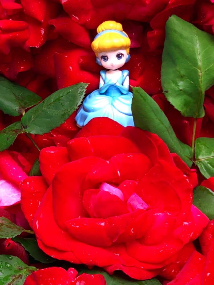 の画像 by ベルウェザーさん | 薔薇❣️とベルガーデンとディズニーワールドとエンジェル祭りと♫ Hana-Kimi ♫と華ざかりの君たちへ