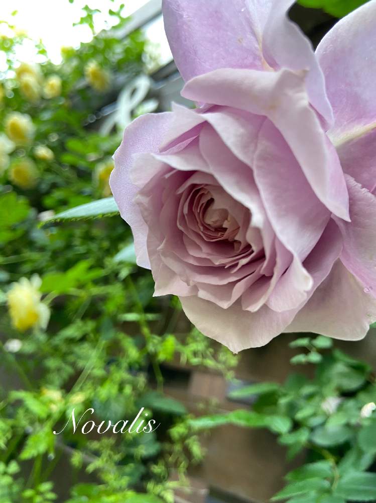小さな庭の画像 by kyonekoさん | 小さな庭とノヴァーリスとばら バラ 薔薇と薔薇愛同盟とお気に入りとマイガーデンとGS映えとナチュラルガーデンとおうち園芸とバラ 鉢植えと『おうち園芸』フォトコンテストと可愛いと挿し木から成長とGSでバラ園と花のある暮らしとロザリアンとななちち印と青い花マニアとチーム・ブルーとチーム・ブルーNo.046と(祝)青い花マニア5000pic