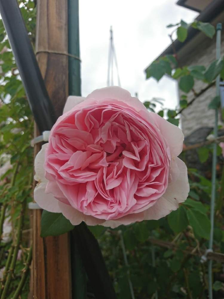小さな庭の画像 by Keiさん | 小さな庭とソニアリキエルとみどりのある暮らしとビックリ!!と薔薇愛同盟とKei's Rose Garden 2020と花木とGS映えときれいとおうち園芸と『おうち園芸』フォトコンテストとおきにいりとガーデニングと花のある暮らしとかわいいとおおきくなあれと咲いた!