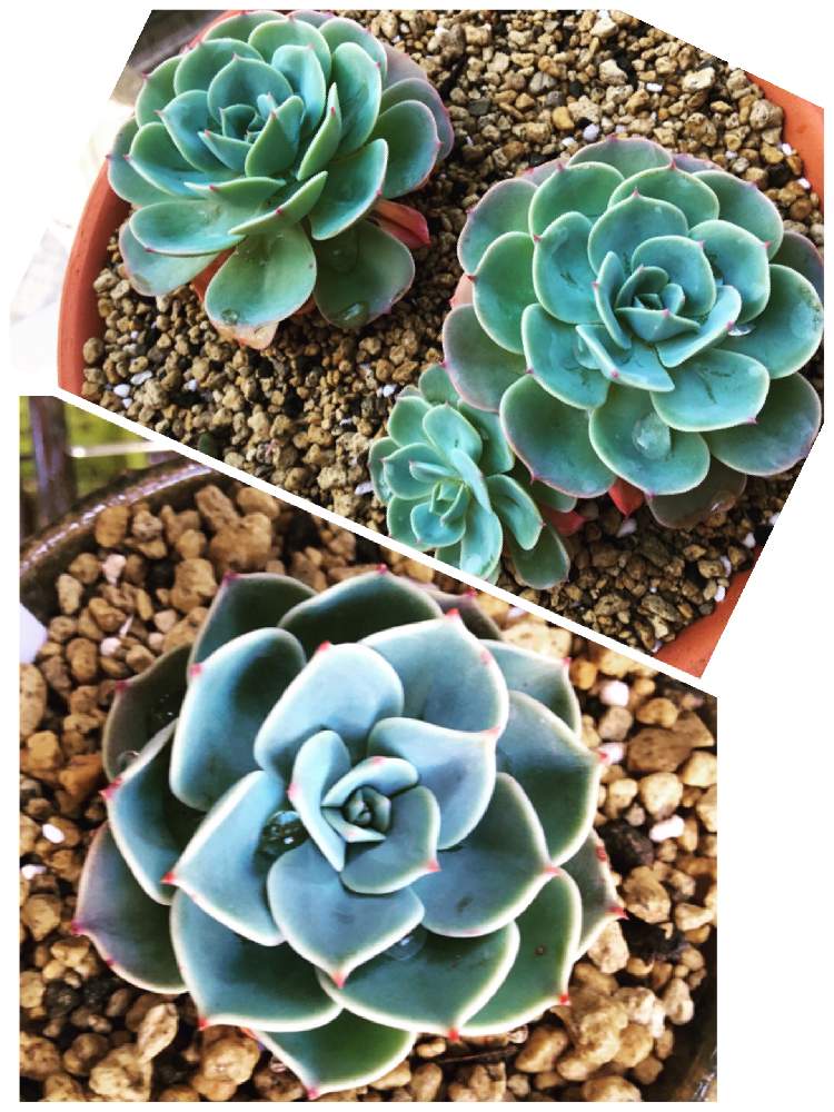バルコニー/ベランダの画像 by fu~koさん | バルコニー/ベランダと七福神と京都タニラーとグリーンライフ♡とsocio succulentsと多肉ちゃんと植中毒とsocioさんとmerry bell さんと多肉女子とスパルタ多肉とスパルタママとソシオさん
