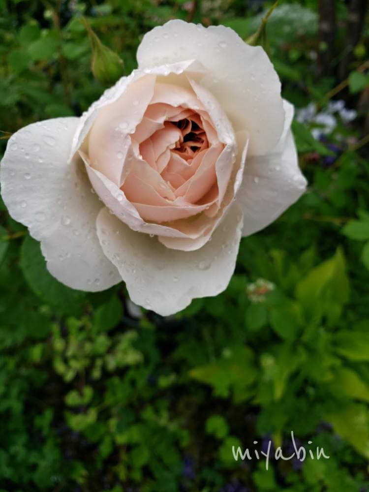 の画像 by miyabinさん | バラと薔薇とデズデモーナと雪国とバラ初心者とmiyabin's garden 2020とネコ好きとバラのある暮らしとGS映えとおうち園芸と黒猫と植中毒とイングリッシュ・ローズとstayhomeといい香りとGSでバラ園と花のある暮らし