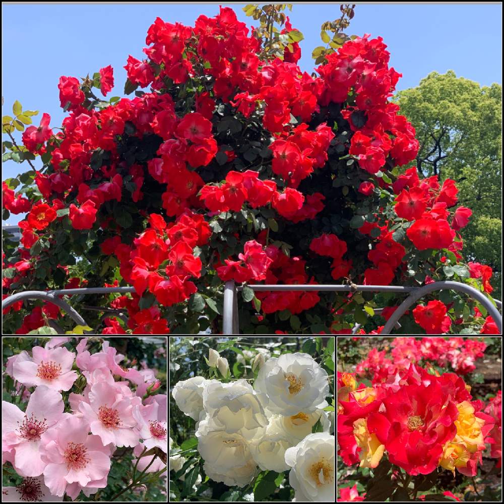 お出かけ先の画像 by Okavangoさん | お出かけ先とばら バラ 薔薇と薔薇愛同盟と薔薇に魅せられてといよいよ初夏へと毎度!おおさかと大阪中之島バラ園と1/100万本の薔薇と夏・OSAKA