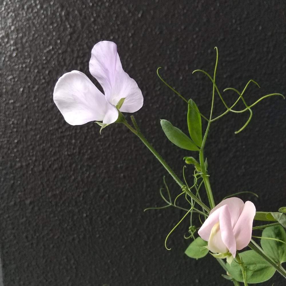 の画像 by 月華美神さん | 種蒔きからと植物のあるくらしと癒される♡と花と緑のある暮らしと好きな香り♡とおうち時間とおうちde菜園と∞Purple and Queen倶楽部∞とおうち園芸と∞Purple and queen 倶楽部∞と心のやすらぎとかわいぃな♡と∞INFINITY∞と花のある暮らしと癒し✨とスイートピー♡とおうちで楽しくとおうちで飾るお花