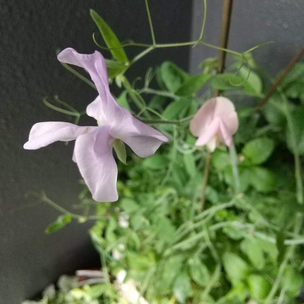の画像 by 月華美神さん | 種蒔きからと植物のあるくらしと癒される♡と花と緑のある暮らしと好きな香り♡とおうち時間とおうちde菜園と∞Purple and Queen倶楽部∞とおうち園芸と∞Purple and queen 倶楽部∞と心のやすらぎとかわいぃな♡と∞INFINITY∞と花のある暮らしと癒し✨とスイートピー♡とおうちで楽しくと『おうち園芸』フォトコンテスト