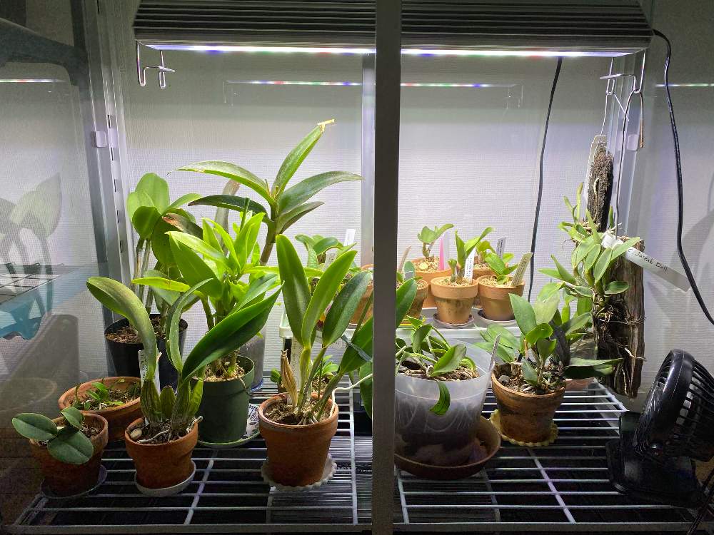 部屋の画像 by hoshiho03さん | 部屋と洋蘭と植物育成ライトとラン科とorchidとおうち園芸とガラス温室と『おうち園芸』フォトコンテストと洋ランと植物育成LEDライトとLED育成ライトとワーディアンケース♪