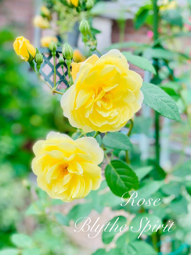 の画像 by つきよみさん | 薔薇 ブライススピリットと庭の花とイエローとガーデニングと癒し…♡と花のある暮らしとお花のある生活とマイ♡ローズ♡ガーデン♡と地植え