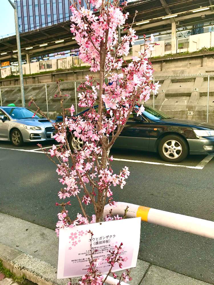 アプローチの画像 by TIさん | アプローチとコウヒガンザクラと東五反田さくらの小路メモリーセレクション
