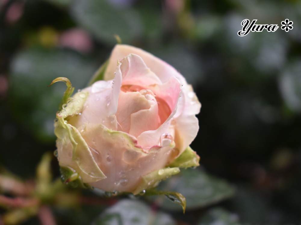 小さな庭の画像 by ゆらさん | 小さな庭と薔薇♡とおうち園芸と花のある暮らしと今日も元気に♪とピンク色のお花♡とゆら*バラ